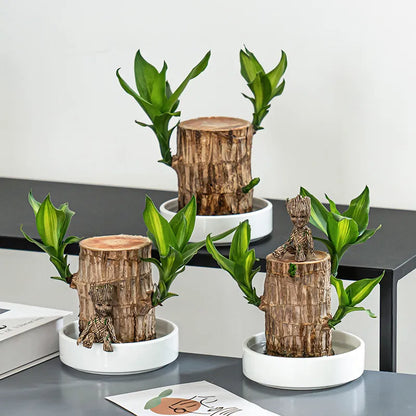 Lucky Brazil Wood Potted Plant  🔥 Buy 1 Get 1 Free 🔥