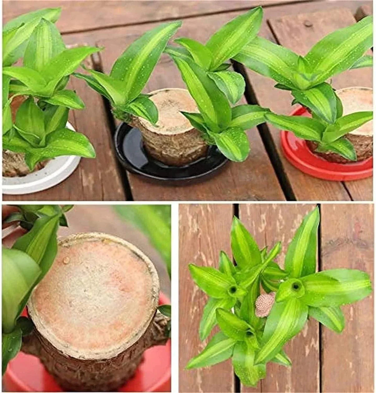 Lucky Brazil Wood Potted Plant  🔥 Buy 1 Get 1 Free 🔥