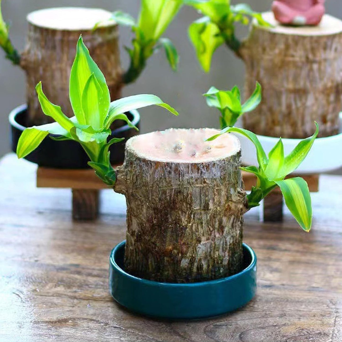 Lucky Brazil Wood Potted Plant  🔥 Buy 1 Get 1 Free 🔥