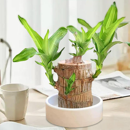 Lucky Brazil Wood Potted Plant  🔥 Buy 1 Get 1 Free 🔥