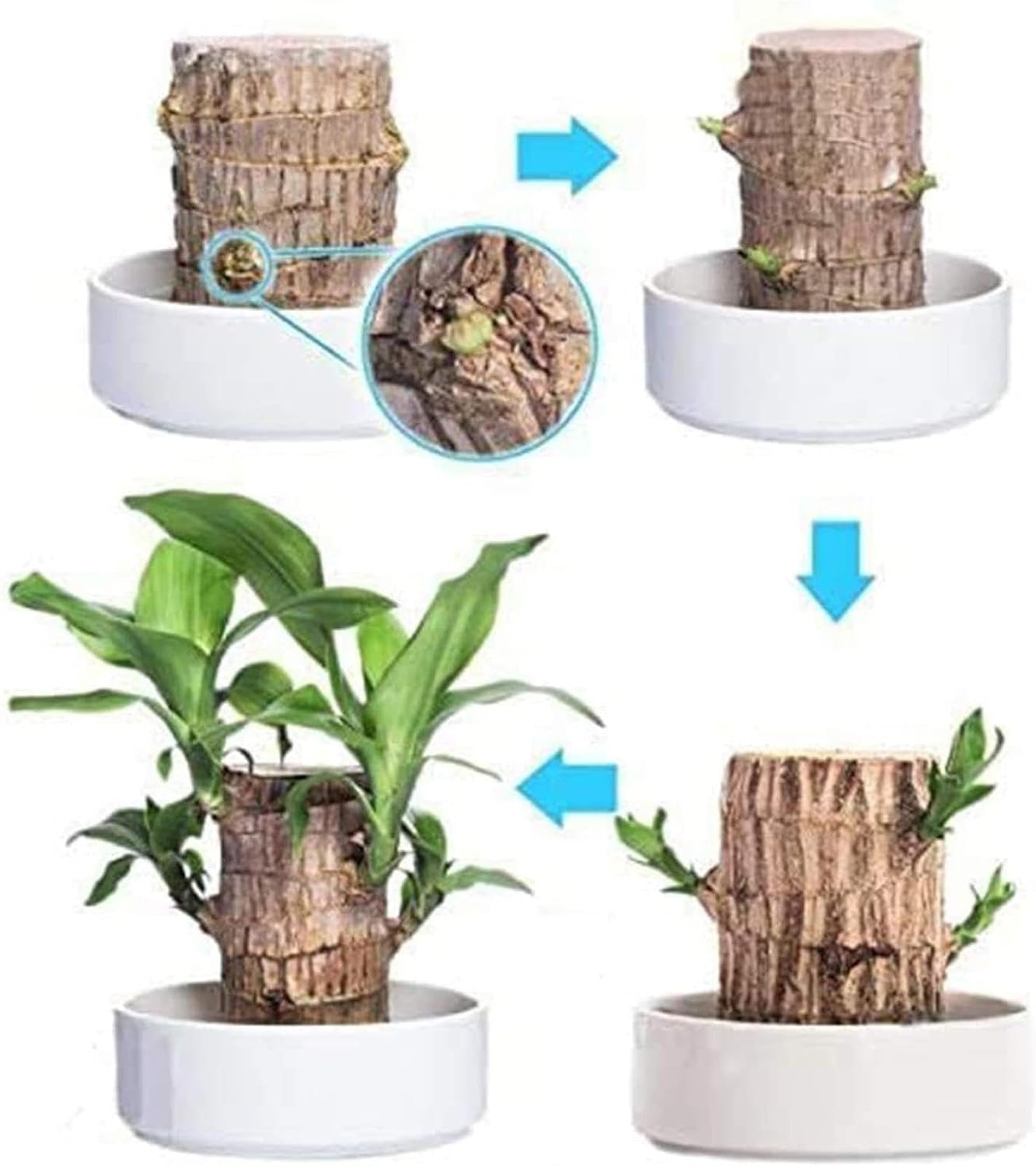 Lucky Brazil Wood Potted Plant  🔥 Buy 1 Get 1 Free 🔥